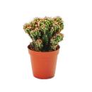 Cereus peruvianus cristata - cactus de roche - dans un...