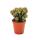 Cereus peruvianus cristata - cactus de roche - dans un pot de 5,5 cm