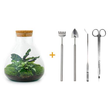 Flaschengarten "Sammie" DIY-Pflanzenterrarium 27 cm mit Calathea incl. Rechen, Schaufel und Pinzette