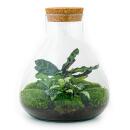 Flaschengarten "Sammie" DIY-Pflanzenterrarium 27 cm mit Calathea incl. Rechen, Schaufel und Pinzette