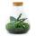 Flaschengarten "Sammie" DIY-Pflanzenterrarium 27 cm mit Calathea incl. Rechen, Schaufel und Pinzette