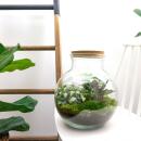 Flaschengarten "Teddy" - DIY-Pflanzen-Terrarium - 27cm hoch - mit Calathea-Pflanze