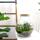 Flaschengarten "Teddy" - DIY-Pflanzen-Terrarium - 27cm hoch - mit Calathea-Pflanze