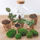 Flaschengarten "Fat Joe" DIY-Pflanzenterrarium 30 cm incl. Rechen, Schaufel, Pinzette und Schere