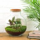 Jardin en bouteille "Bolder Bob" - Terrarium pour plantes DIY - hauteur 30 cm - avec Calathea