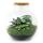 Jardin en bouteille "Bolder Bob" - Terrarium pour plantes DIY - hauteur 30 cm - avec Calathea