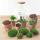 Jardin en bouteille "Bolder Bob" - Terrarium pour plantes DIY - hauteur 30 cm - avec Calathea