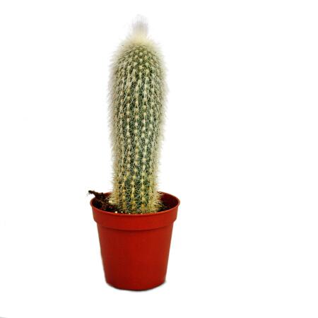 Cleistocactus strausii - bougie en argent - dans un pot de 5,5 cm