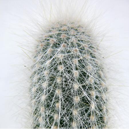 Cleistocactus strausii - Silberkerze - im 5,5cm Topf