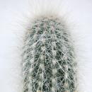 Cleistocactus strausii - silver candle - in a 5.5cm pot