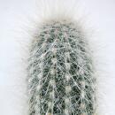 Cleistocactus strausii - bougie en argent - dans un pot...