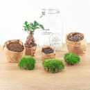 Flaschengarten "Mason Jar" - DIY-Pflanzenterrarium - 28 cm hoch - mit Ficus Ginseng Bonsai
