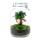 Flaschengarten "Mason Jar" - DIY-Pflanzenterrarium - 28 cm hoch - mit Ficus Ginseng Bonsai