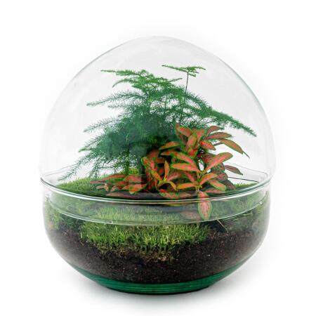 Bottle garden "Dome" - glass ball - DIY plant terrarium - 20 cm high