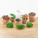 Bottle garden "Dome" - glass ball - DIY plant terrarium - 20 cm high