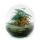 Bottle garden "Dome" - glass ball - DIY plant terrarium - 20 cm high