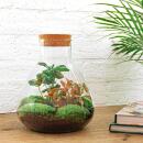 Flaschengarten Sammie DIY-Pflanzenterrarium 27cm mit Kaffeepflanze incl. Rechen. Schaufel, Pinzette und Schere