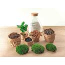 Flaschengarten Sammie DIY-Pflanzenterrarium 27cm mit Kaffeepflanze incl. Rechen. Schaufel, Pinzette und Schere