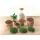 Flaschengarten Sammie DIY-Pflanzenterrarium 27cm mit Kaffeepflanze incl. Rechen. Schaufel, Pinzette und Schere