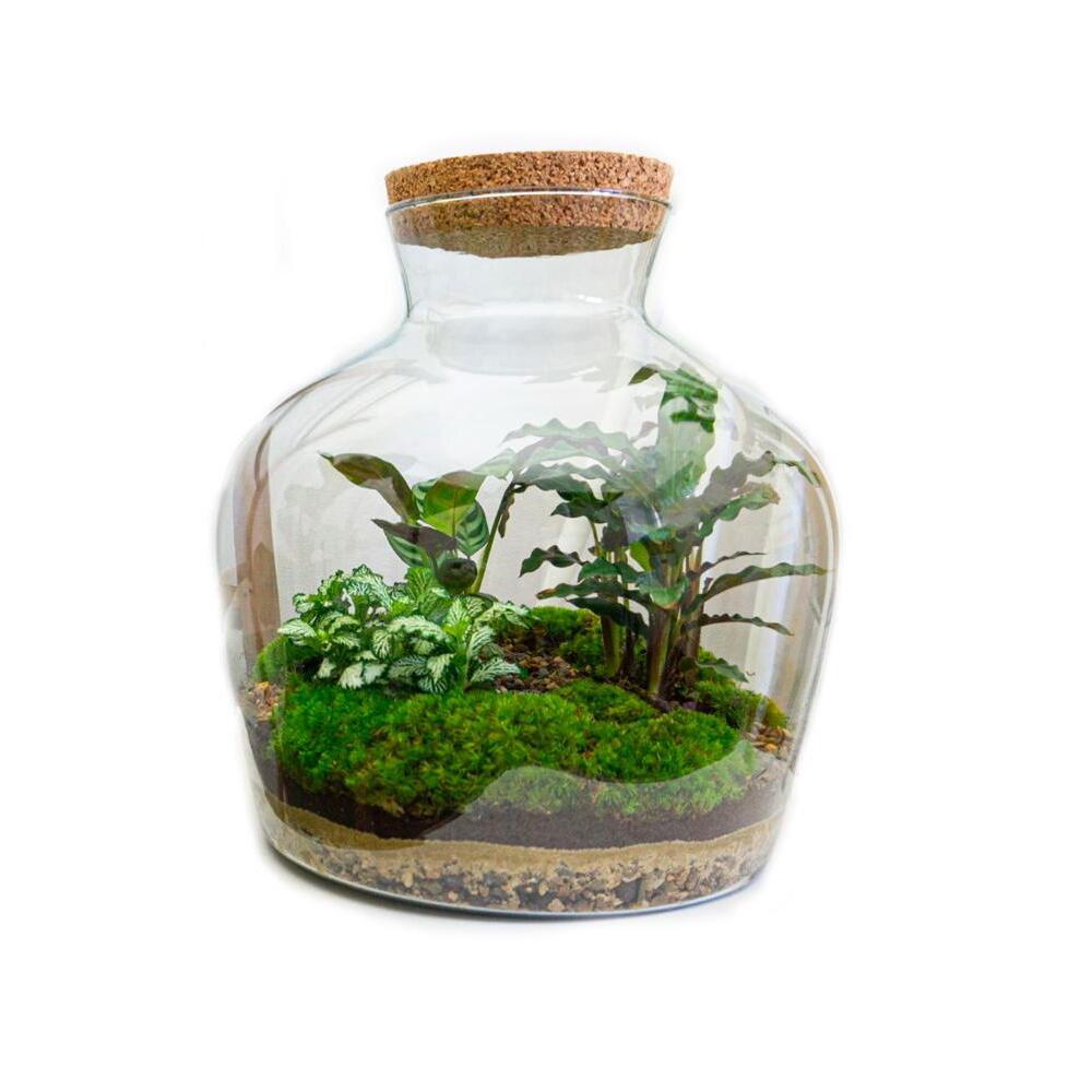 Flaschengarten - DIY-Pflanzenterrarium - Fat Joe - 30 cm hoch