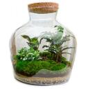"Fat Joe" bottle garden - DIY plant terrarium -...