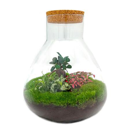 Jardin en bouteille "Sam xl" - avec bonsaï - terrarium pour plantes DIY - hauteur 35cm