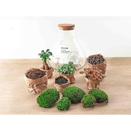 Flaschengarten "Sam XL" - mit Bonsai - DIY-Pflanzenterrarium - 35cm h