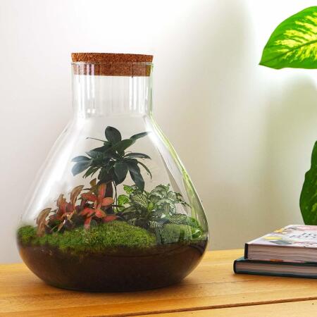 Flaschengarten "Sam XL" - mit Bonsai - DIY-Pflanzenterrarium - 35cm h