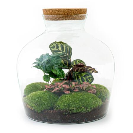 Bottle garden "Fat Joe" - coffee plant - DIY plant terrarium - 30cm high