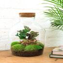 Bottle garden "Fat Joe" - coffee plant - DIY...