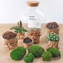 Flaschengarten "Fat Joe" - ROT - DIY-Pflanzenterrarium - 30cm hoch