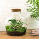 Bottle garden "Fat Joe" - green - DIY plant...