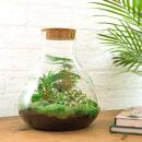 Bottle garden "Sam xl" - DIY plant terrarium -...