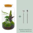 Flaschengarten "Botanical Sven XL" - DIY-Pflanzenterrarium - 43 cm hoch