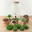 Flaschengarten "Botanical Sven XL" - DIY-Pflanzenterrarium - 43 cm hoch