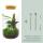 Flaschengarten "Botanical Sven XL" - DIY-Pflanzenterrarium - 43 cm hoch