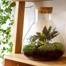 Jardin en bouteille "Sammie" - Terrarium pour plantes DIY - hauteur 27 cm