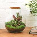 Flaschengarten "Teddy" - DIY-Pflanzen-Terrarium -  27cm hoch