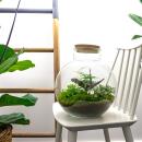 Bottle garden "Bolder Bob" - DIY plant terrarium - 30 cm high