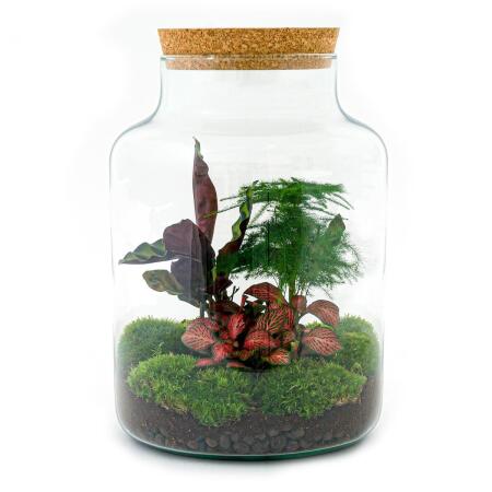 Milky" bottle garden - DIY plant terrarium - 30 cm high
