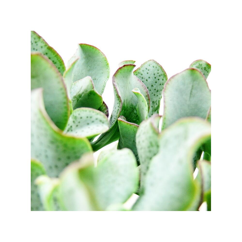 Crassula arborescens kleine Pflanze im 5,5cm Topf