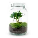 Flaschengarten "Mason Jar" - DIY-Pflanzenterrarium - 28 cm hoch