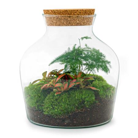 Little Joe" bottle garden - DIY plant terrarium - 21.5 cm high