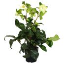 Christmas rose Snow rose Helleborus "Ice n...