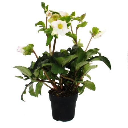 Christmas rose Snow rose Helleborus Ice n Roses with many buds in 15cm pot Picotee flower with pink edge