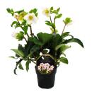 Christmas rose Snow rose Helleborus Ice n Roses with many buds in 15cm pot Picotee flower with pink edge