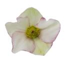 Christmas rose Snow rose Helleborus Ice n Roses with many buds in 15cm pot Picotee flower with pink edge