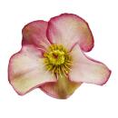 Christrose Schneerose Helleborus Ice n Roses mit vielen Knospen im 15cm Topf Early Rose Rosa blühend