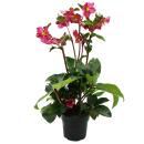 Christrose Schneerose Helleborus "Ice n Roses"...