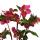 Christrose Schneerose Helleborus "Ice n Roses" mit vielen Knospen im 15cm Topf Early Red Rot blühend